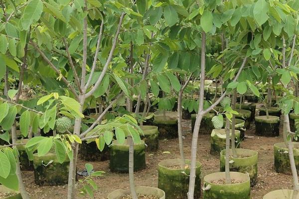 秋季毛豆的种植方法和时间 种毛豆什么时候种