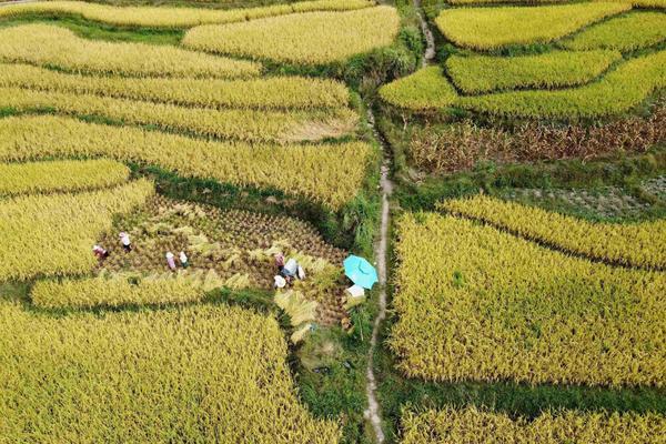 世界各国国花大全及寓意 世界各国国花图片大全