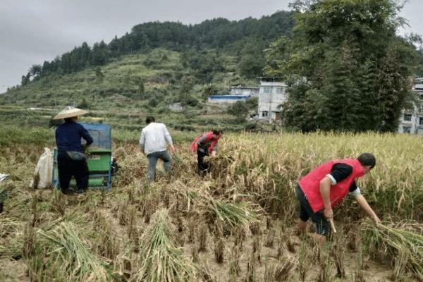 【图解】多肉植物护理宝典：多菌灵灌根使用指南