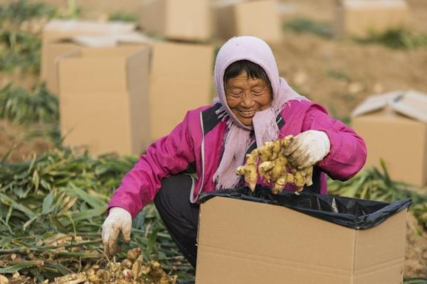 金钱树的栽培技术 多肉金钱树养法？