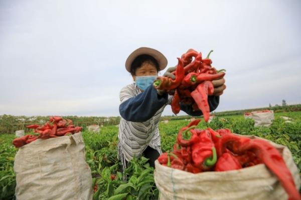 喇叭花用什么除草剂能除掉 仲丁灵乳油使用范围？