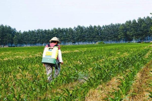 海南金钻凤梨：热带水果的独特魅力与种植技术解析