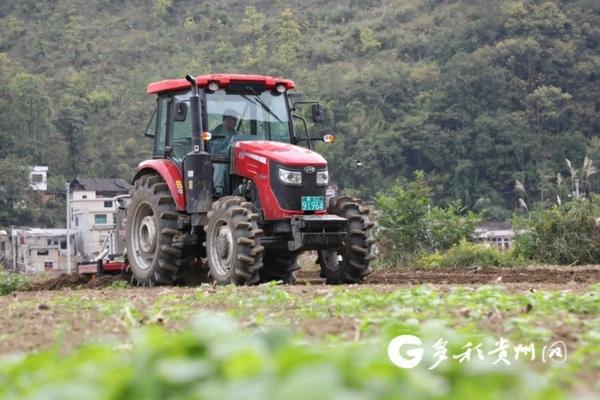 苹果籽种出的小树苗 苹果树苗怎么种植方法