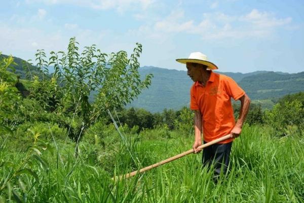 多菌灵浇多肉会烧根吗?解析使用注意事项与正确方法