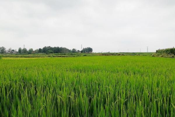 除草剂会杀死黑麦草吗 草胺磷正确使用方法？