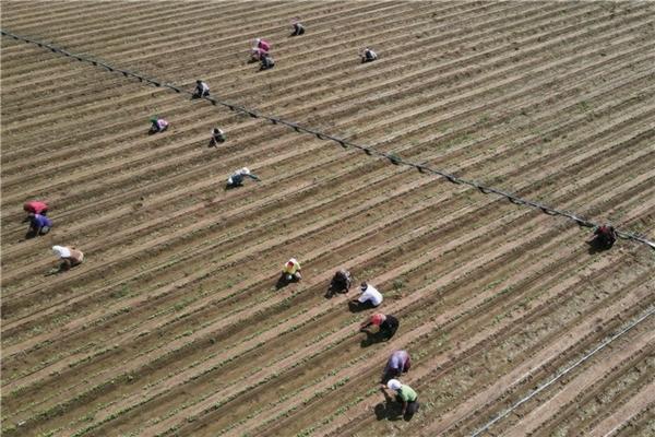 除草剂和叶面肥要隔几天才能使用 除草剂和叶面肥可以混在一起打