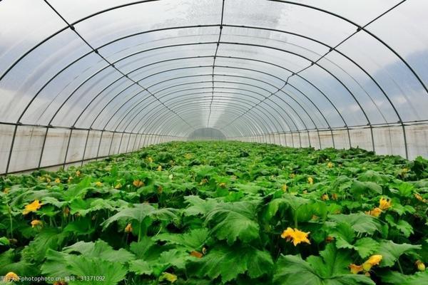 水稻除草剂野老：一种高效且广泛应用的农田管理工具