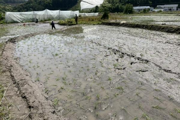 青瓜打农药多吗 黄瓜的常见病虫害？