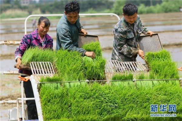 草甘膦打杂草影响种菜 草甘膦能杀死螺丝菜吗？