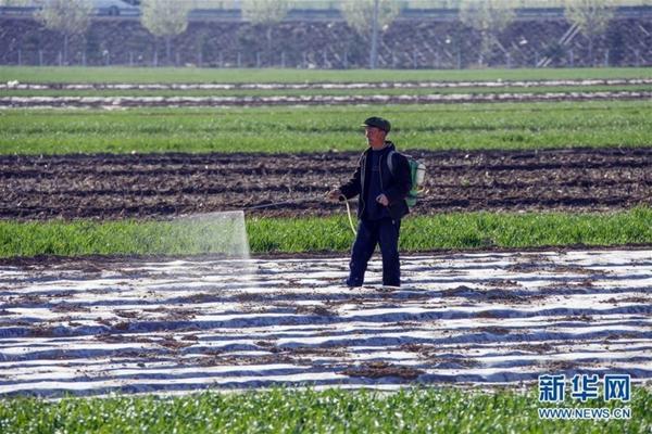 玉米大豆通用型苗后除草剂 玉米除草剂效果图片