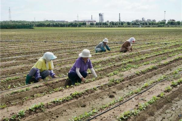 玉米田鸭跖草用什么除草剂 芝麻地的阔叶杂草用啥除草剂