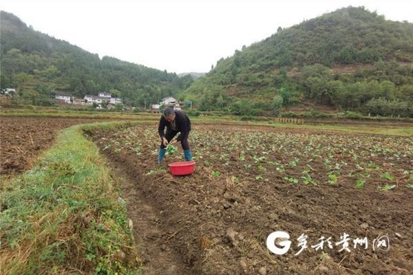 水稻除草剂用什么药最好 稗草用什么除草剂特效