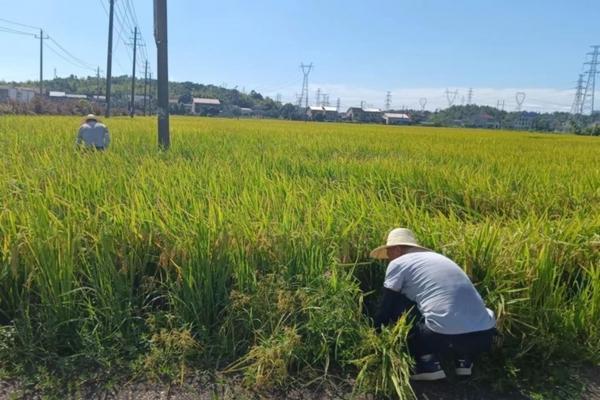 菌核净能与什么药复配 抑快净能和叶面肥混用吗