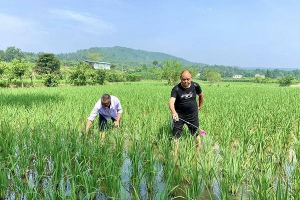 土豆什么时候种最合适 土豆专用复合肥