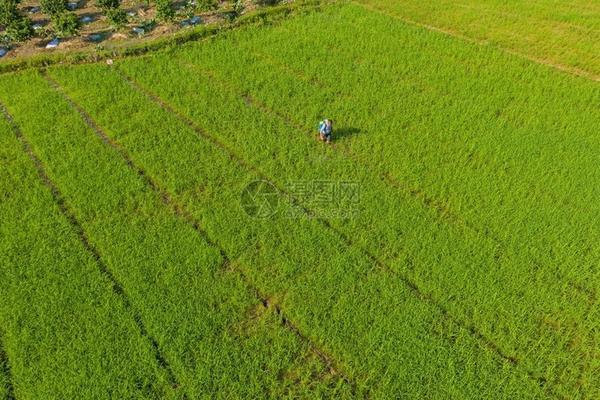 先正达冠无双和益施帮的区别 先正达益施帮叶面肥说明书