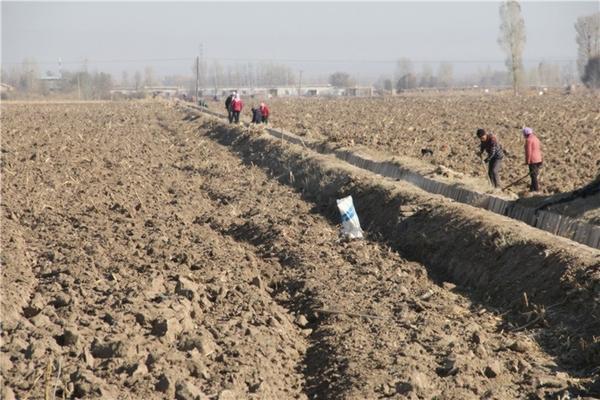 什么杀菌剂适合花卉最最好 黄瓜褐斑病用什么杀菌剂好