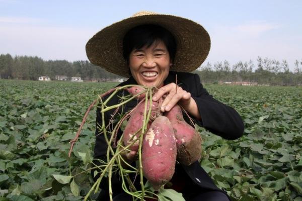 打过除草剂后小麦几天出苗 小麦种后几天打封闭药？