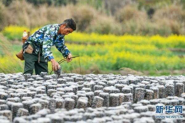 芒果种子怎么种植 芒果怎么种植方法发芽