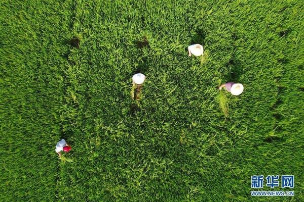 轮叶黑藻种植技术：高效栽培与管理指南