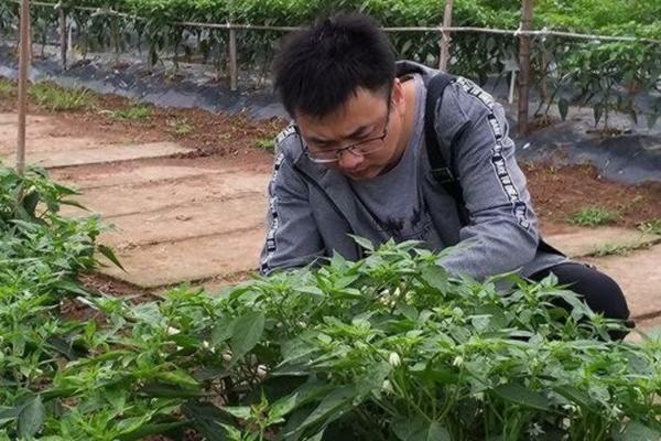 满天星种植方法与种子撒播数量指导