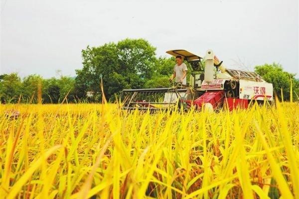 麦田除草剂几个小时见效 小麦田黑麦草用什么除草剂