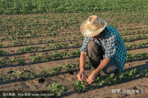 草甘膦铵盐可以在杨树地使用吗 草甘膦铵盐能除大树吗？