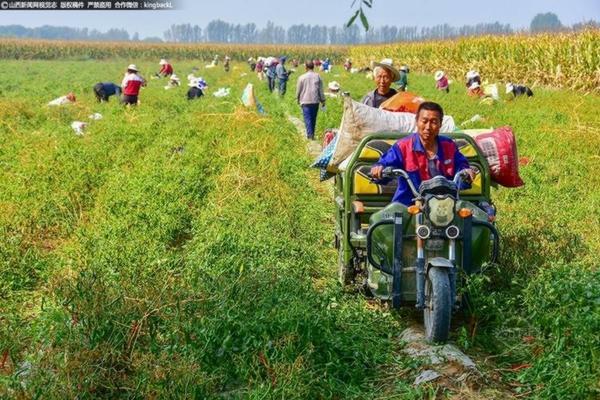 高锰酸钾多菌灵哪个好 兰花腐苗正确处理方法？