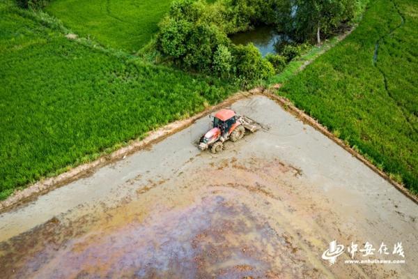 制天南星的功效与作用：深入解析中药之瑰宝