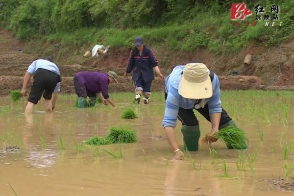 多菌灵失效一年后我能用吗 多菌灵与生根粉混在一起可以用吗