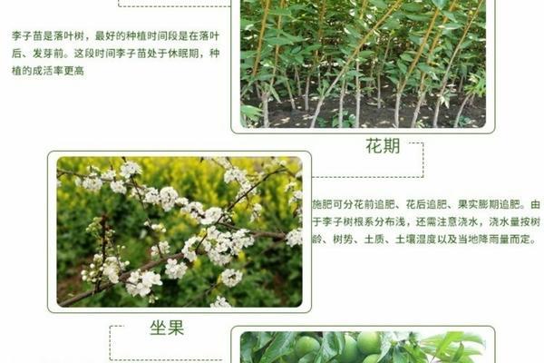 除草剂的主要作用机理有哪些 各种农药的作用机理？