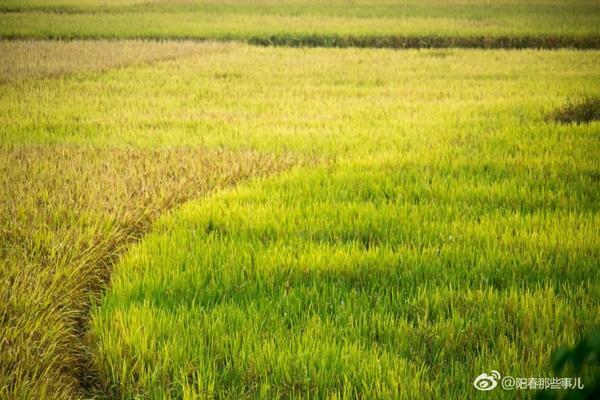 草甘膦钾盐会伤根吗 草甘膦除草剂对下茬作物有影响吗