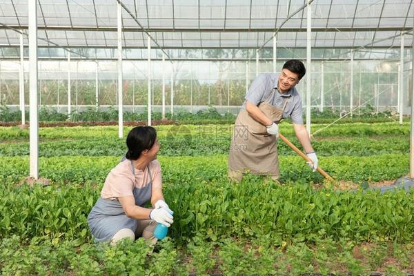 甲基硫菌灵和多抗霉素哪种效果好 霉心病防治用什么农药？