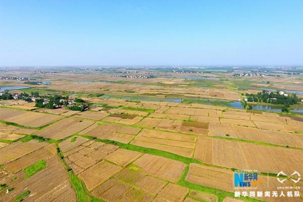 专治苦菜的除草剂 大蓟和苦苦菜用什么农药能打死？