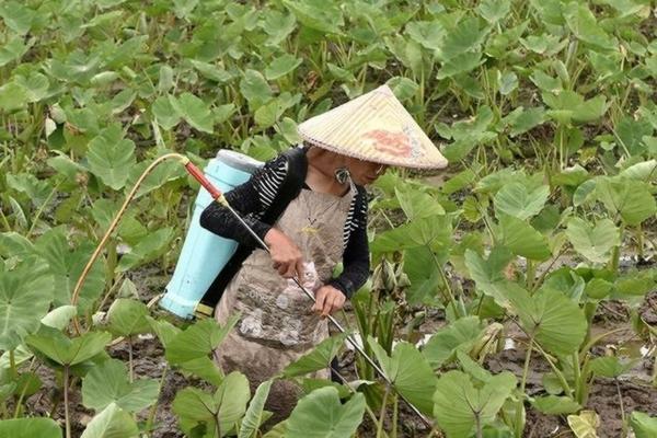 现在时令蔬菜有哪些 新鲜蔬菜图片