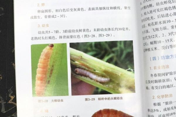 陶氏益农小麦田除草剂 乙羧氟草醚和氯氟吡氧乙酸区别？