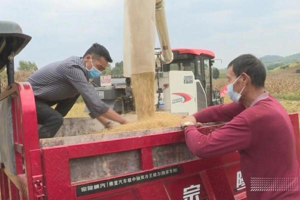 芸苔素内酯：作用与功效及正确使用方法详解