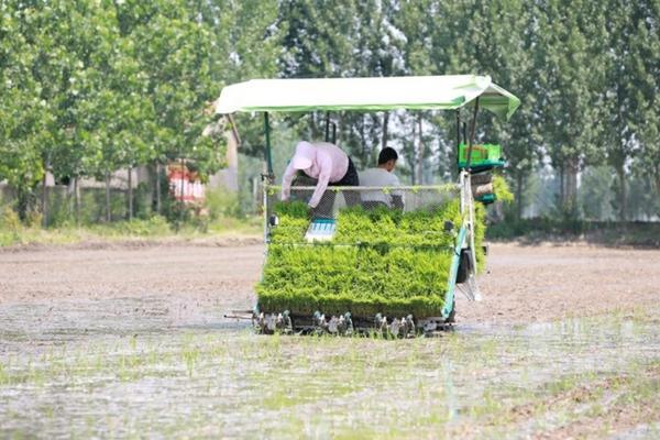 麦田除草剂能喷到室内吗吗 打除剂什么温度最好？