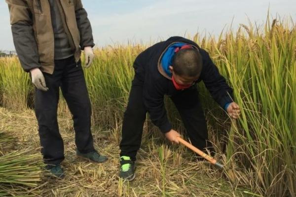 先正达益施帮的优缺点 先正达蓝鳞种植方法？