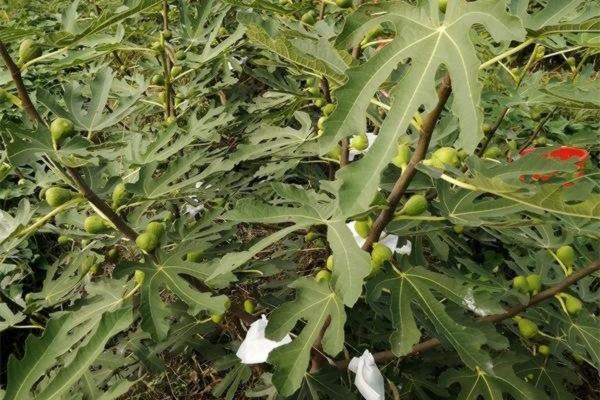 农达和草甘膦哪种除草效果好 草甘膦除草剂使用方法