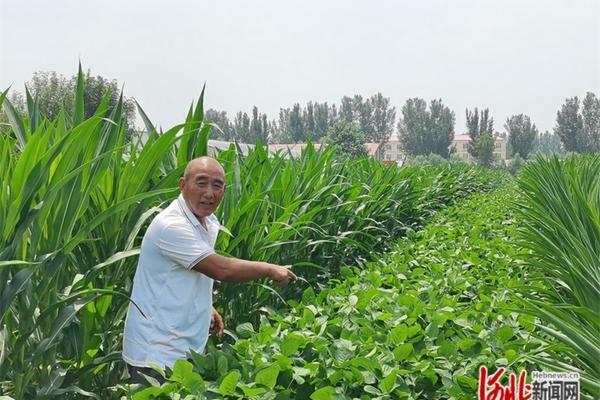 植物烂根的处理：多菌灵与高锰酸钾的选择与应用