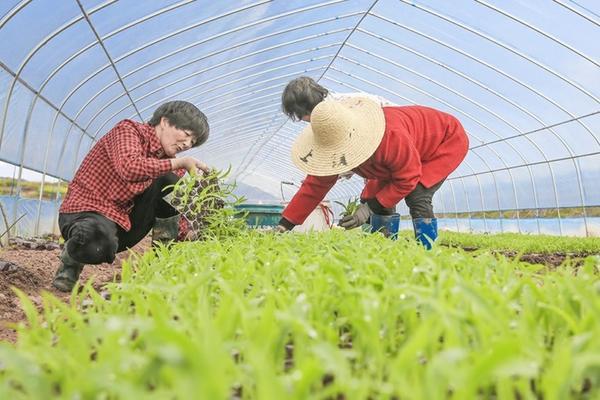 除草剂敢和甲维盐同时打吗 联苯菊酯和甲维盐复配效果好吗？