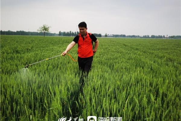 水稻种子的萌发过程 种植水稻的全部步骤