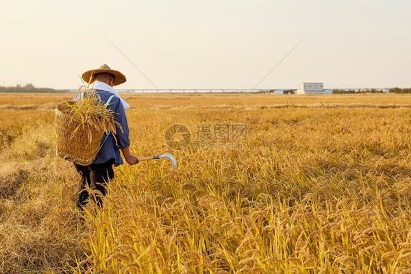 【甲维吡虫啉可溶液剂】：高效农业害虫防治利器