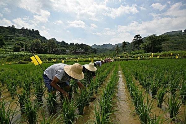 关于毒死蜱的价格及详细信息