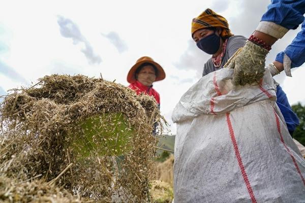 打除草剂多长时间下雨不影响药效 水稻封闭药打完下雨好吗