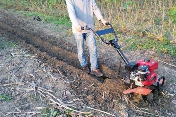 甲基托布津能跟戊唑醇混用吗 苯醚甲环唑可以复配什么药？