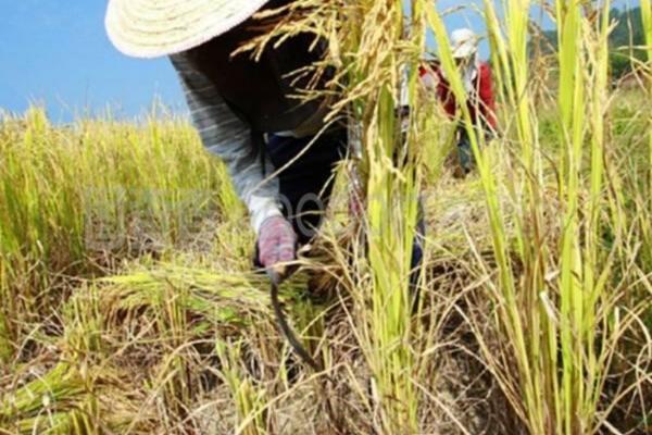 油菜田除草剂的选择与应用：实现高效除草，促进油菜健康生长