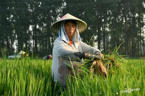 番茄种植方法和时间几月播种 番茄种植季节是几月