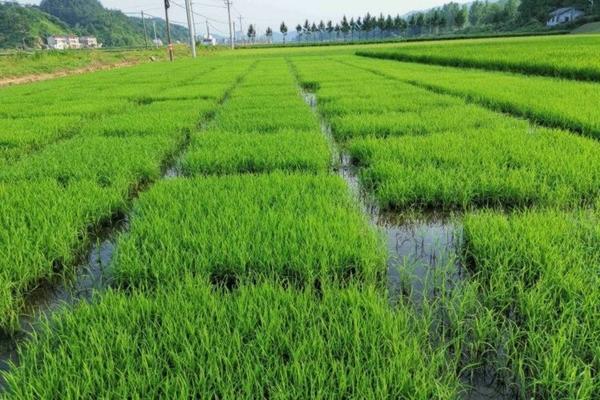 露水没干能否水稻田打除草剂呢 除草剂打在水里有效吗？