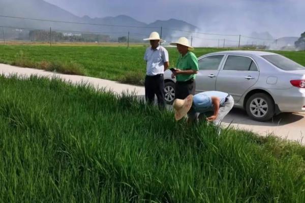 五月中旬水稻用什么除草剂最好 水稻地里有芦苇用什么除草剂可以除掉，谢谢了？